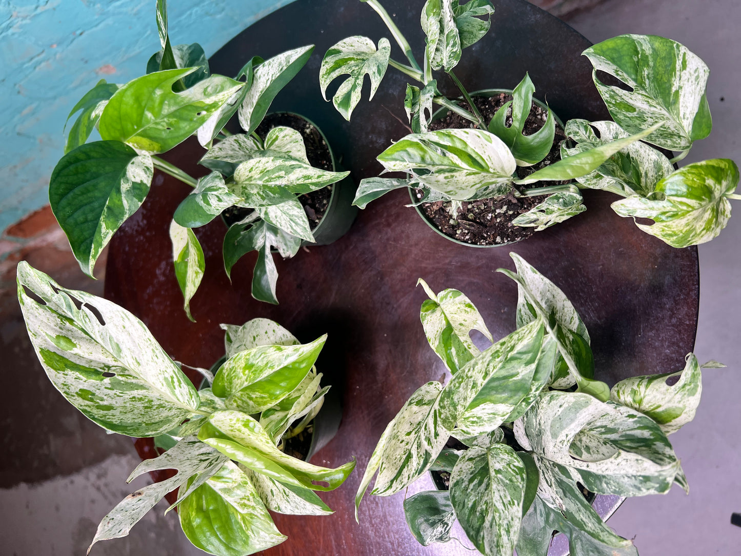 Epipremnum Pinnatum Marble Flame 4”