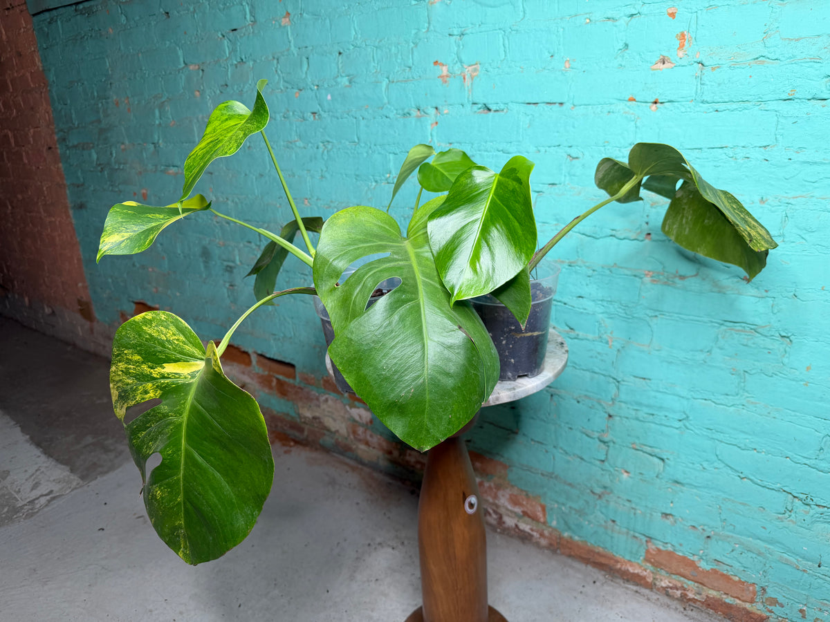 Monstera Deliciosa Aurea cutting