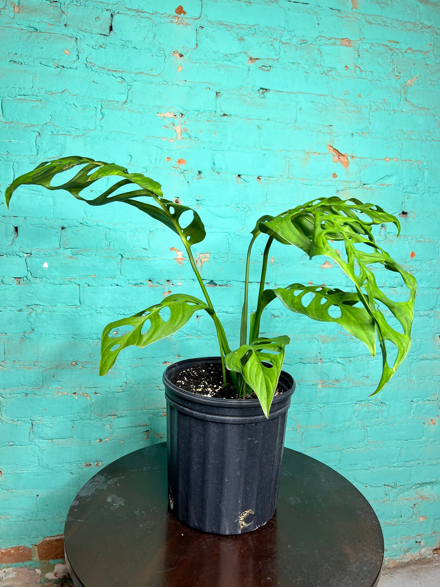 Monstera Esqueleto 10”