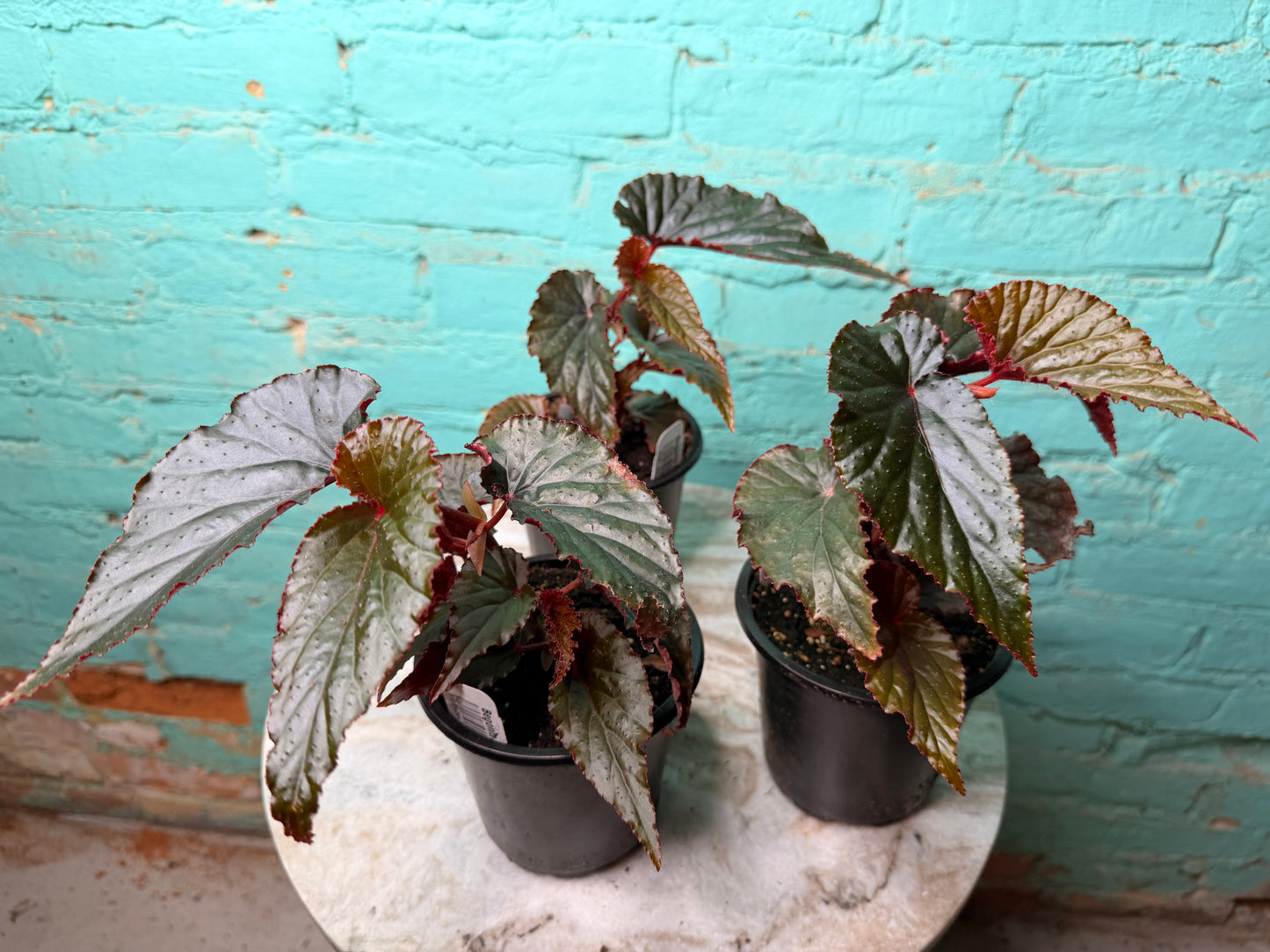 Begonia Maculata Pink (Polka Dot)