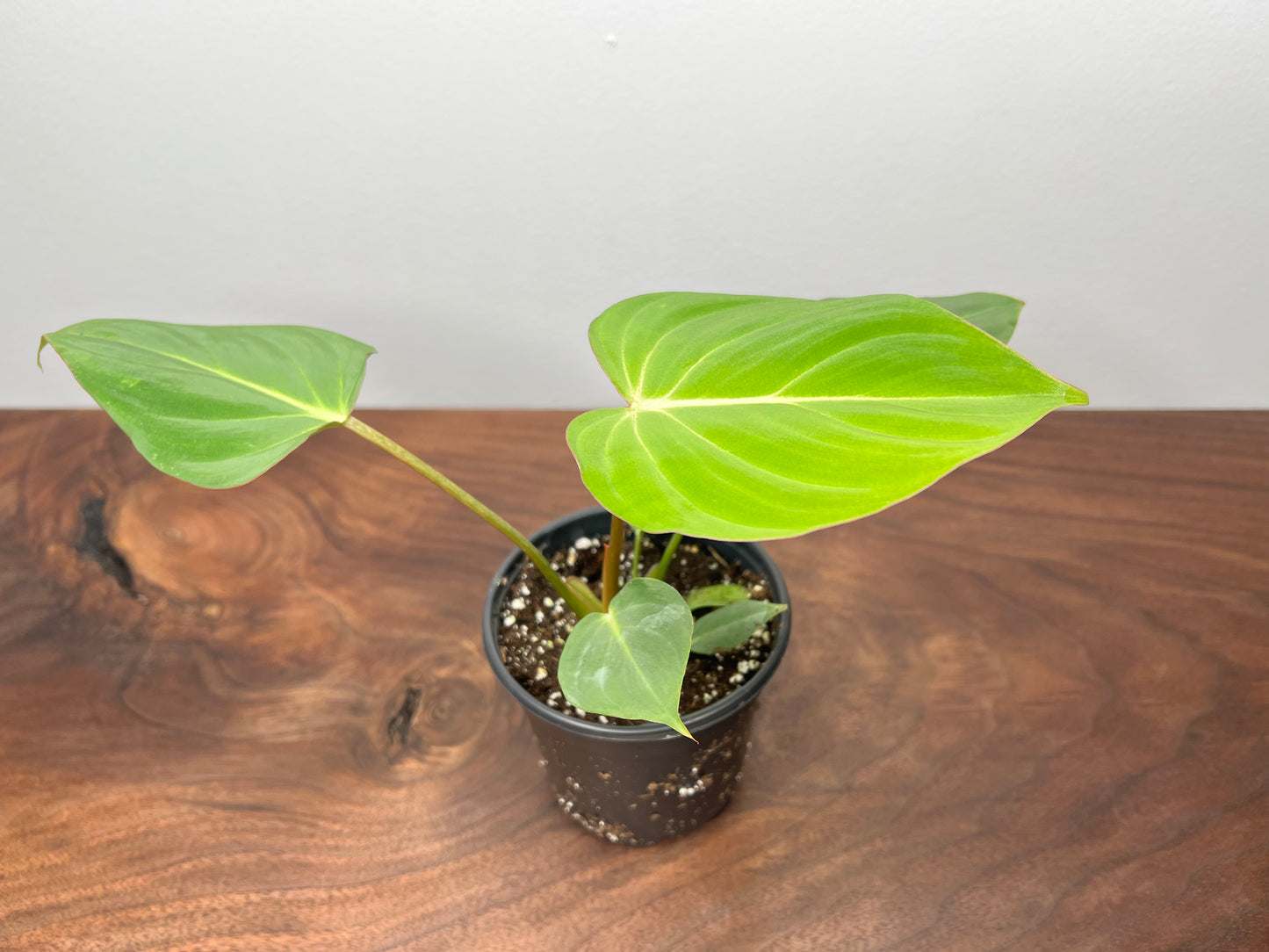 Philodendron Gloriosum