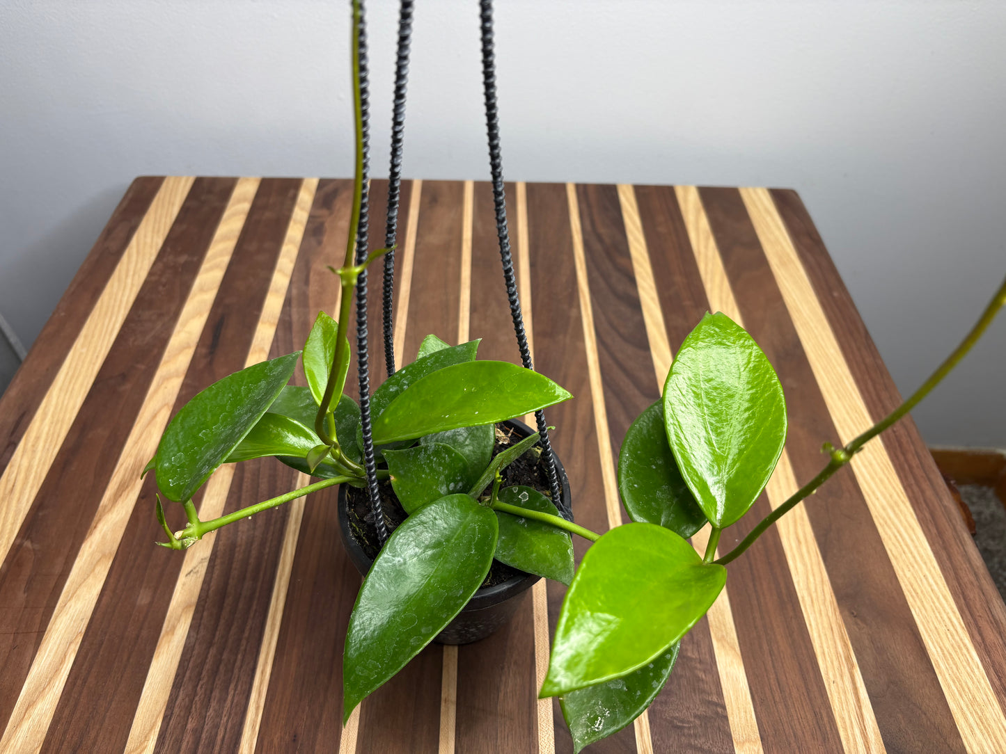 Hoya Benitotanii basket