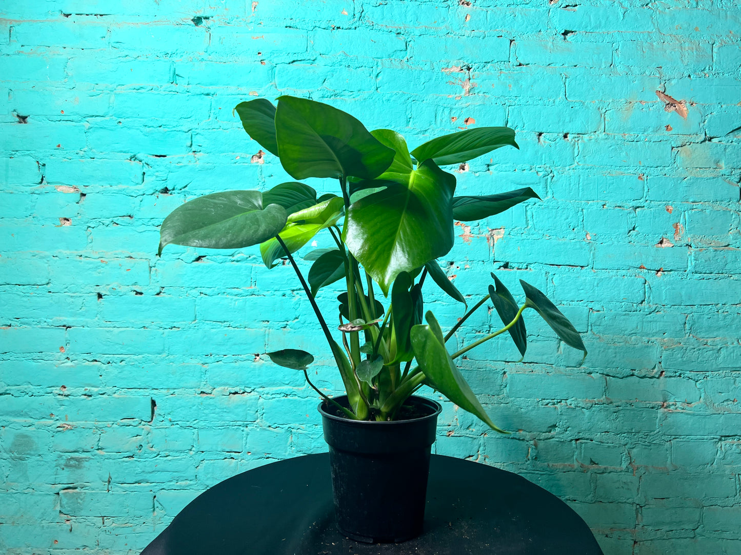 Monstera Deliciosa 6”