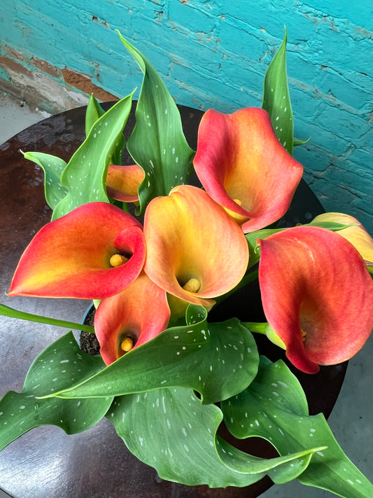 Calla Lily 4”