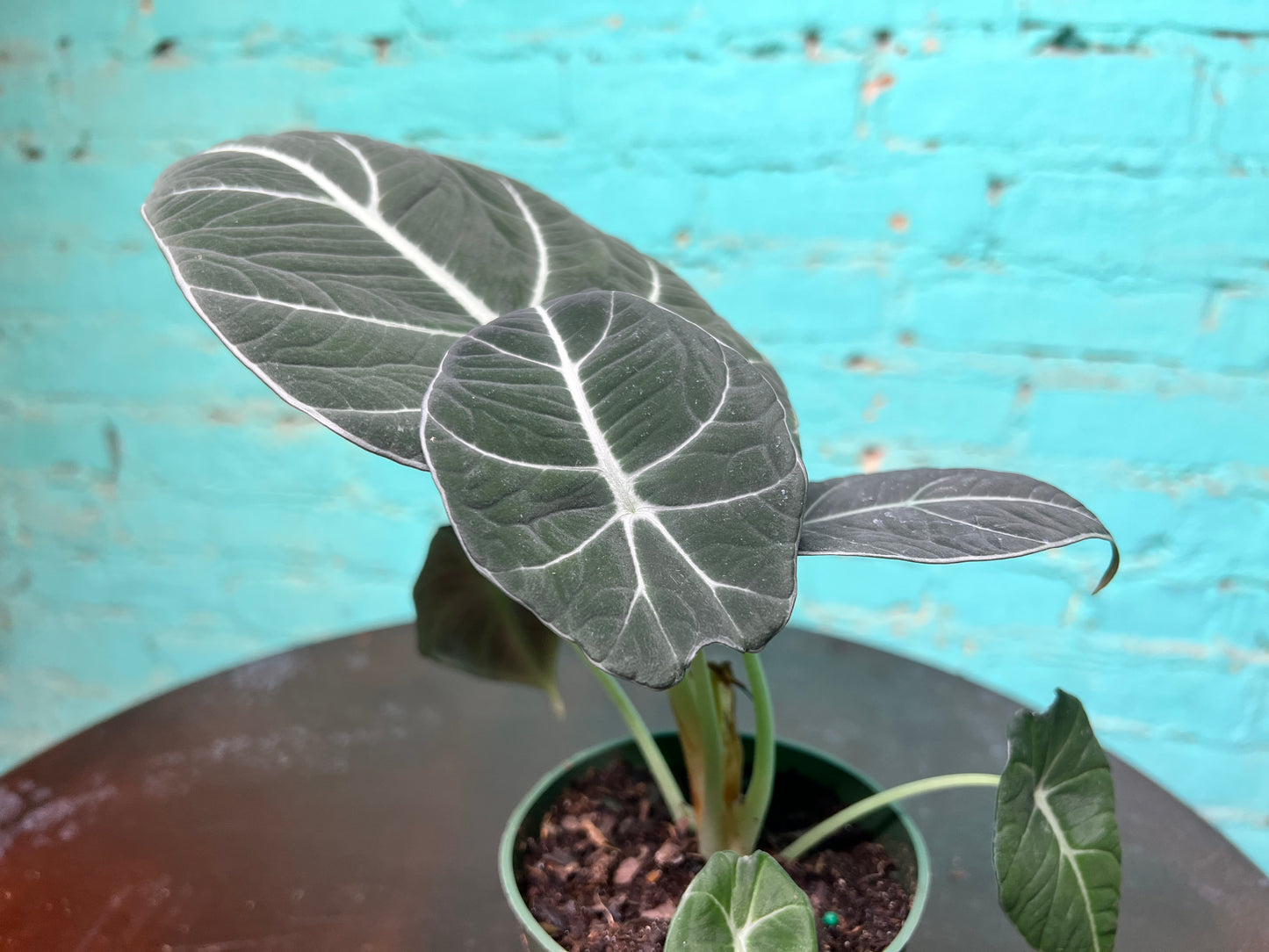 Alocasia-Black Velvet 4”