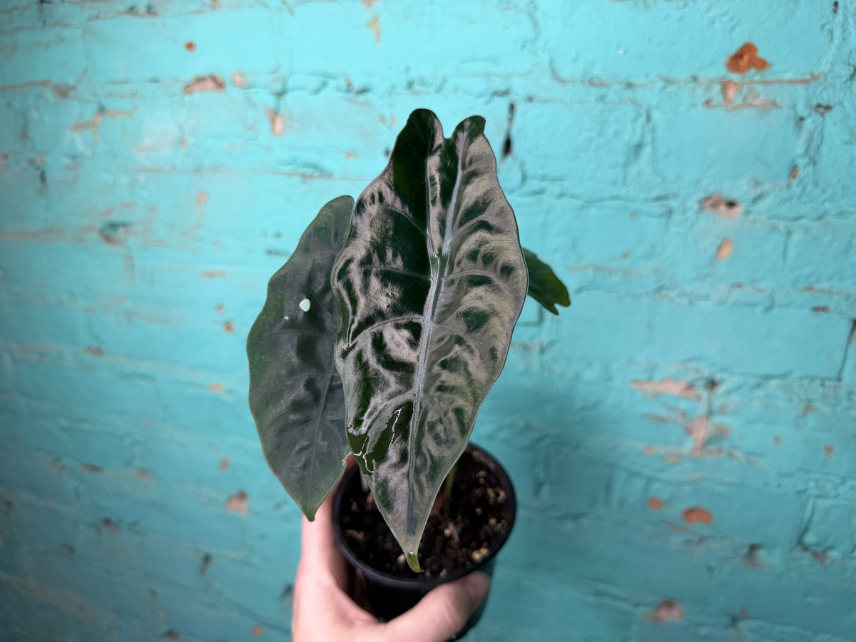 Alocasia Chantrieri 4”