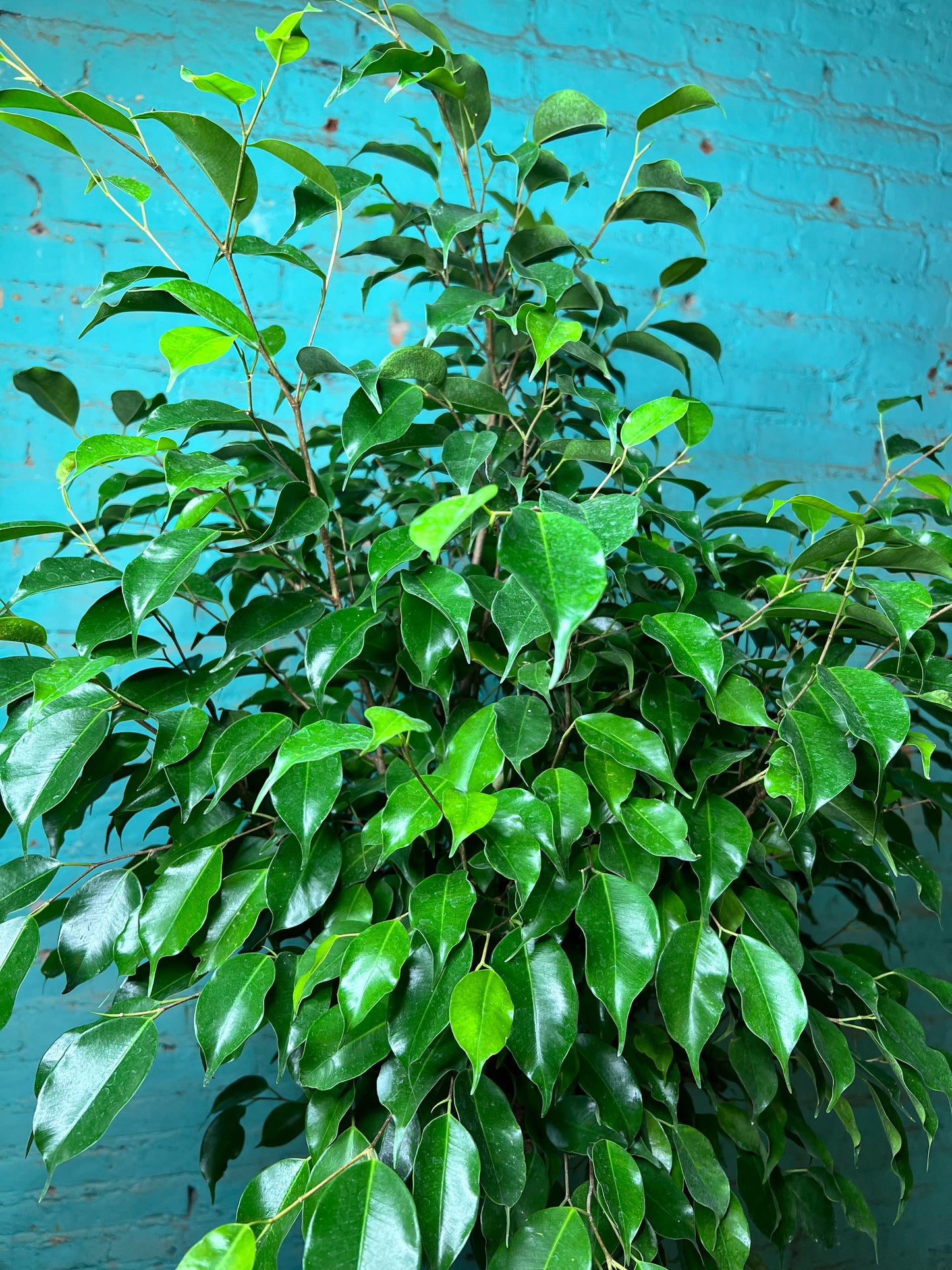 Ficus Benjamina Weeping Fig braided 10”