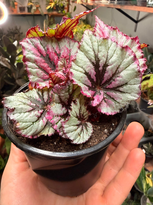 Begonia Rex