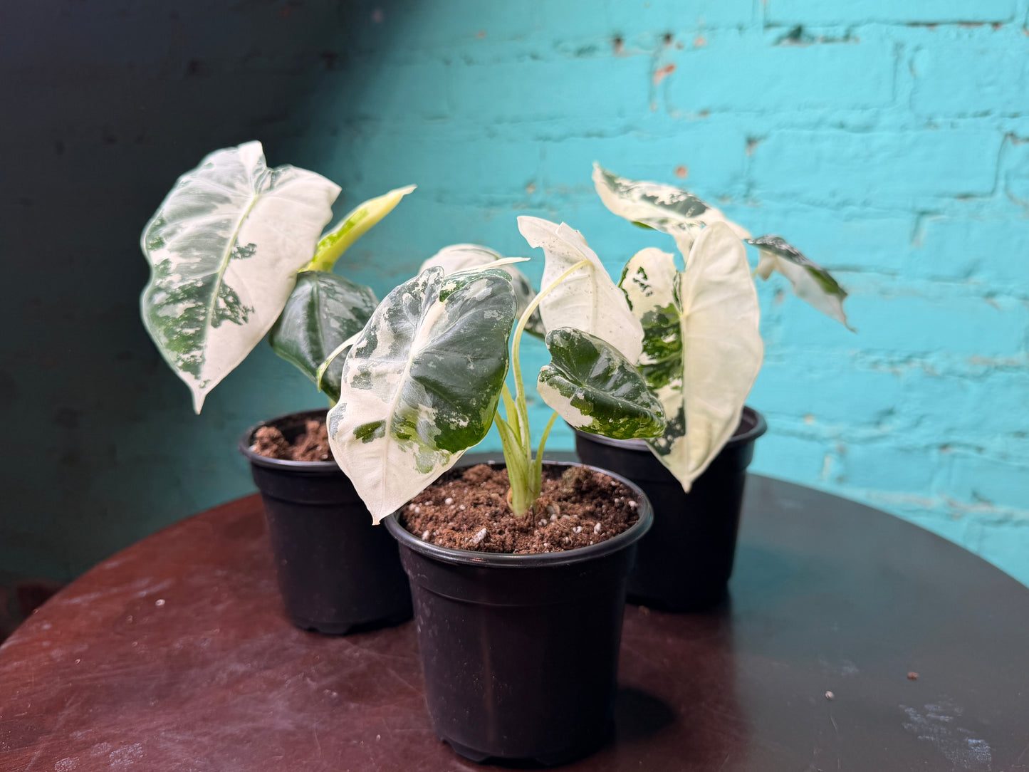 Alocasia Frydek Variegated 4”