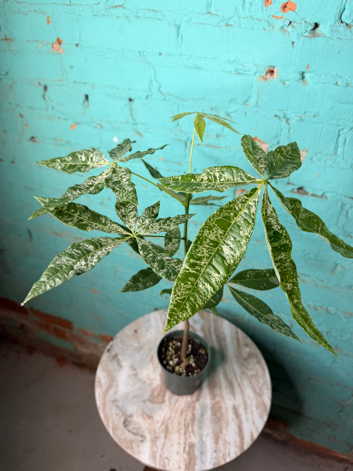 Money Tree Variegated 4”