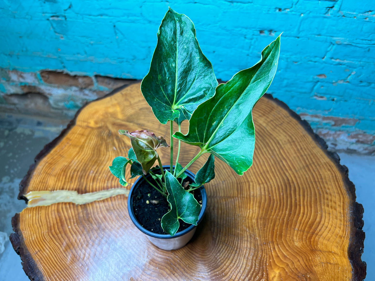 Anthurium Ferrierense 4”