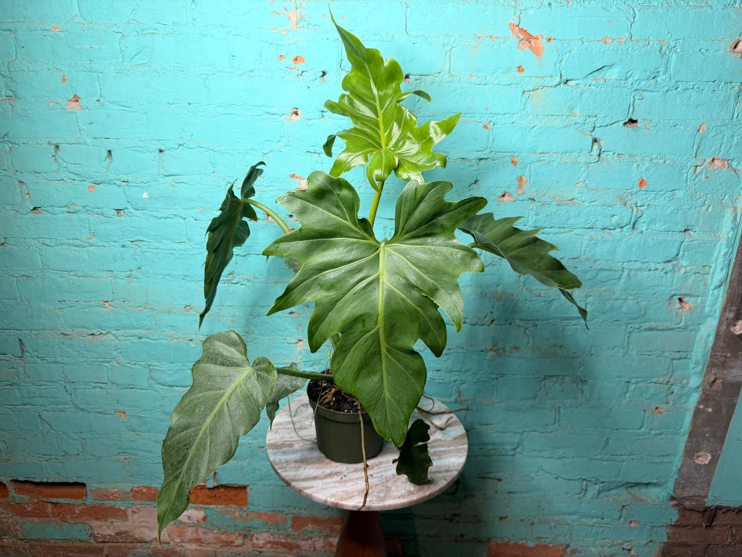Philodendron Mayoi 6”