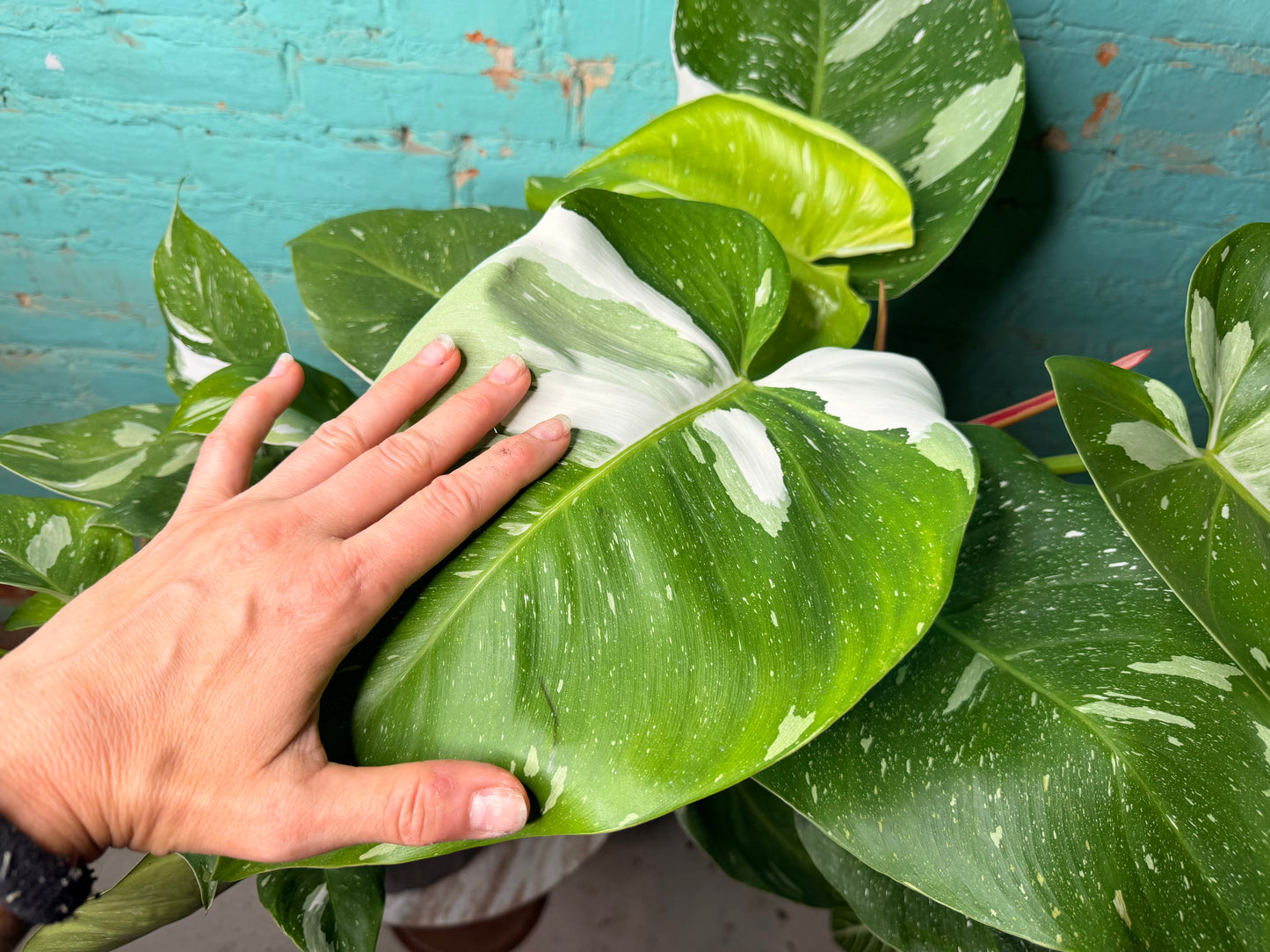 Philodendron White Princess 10”