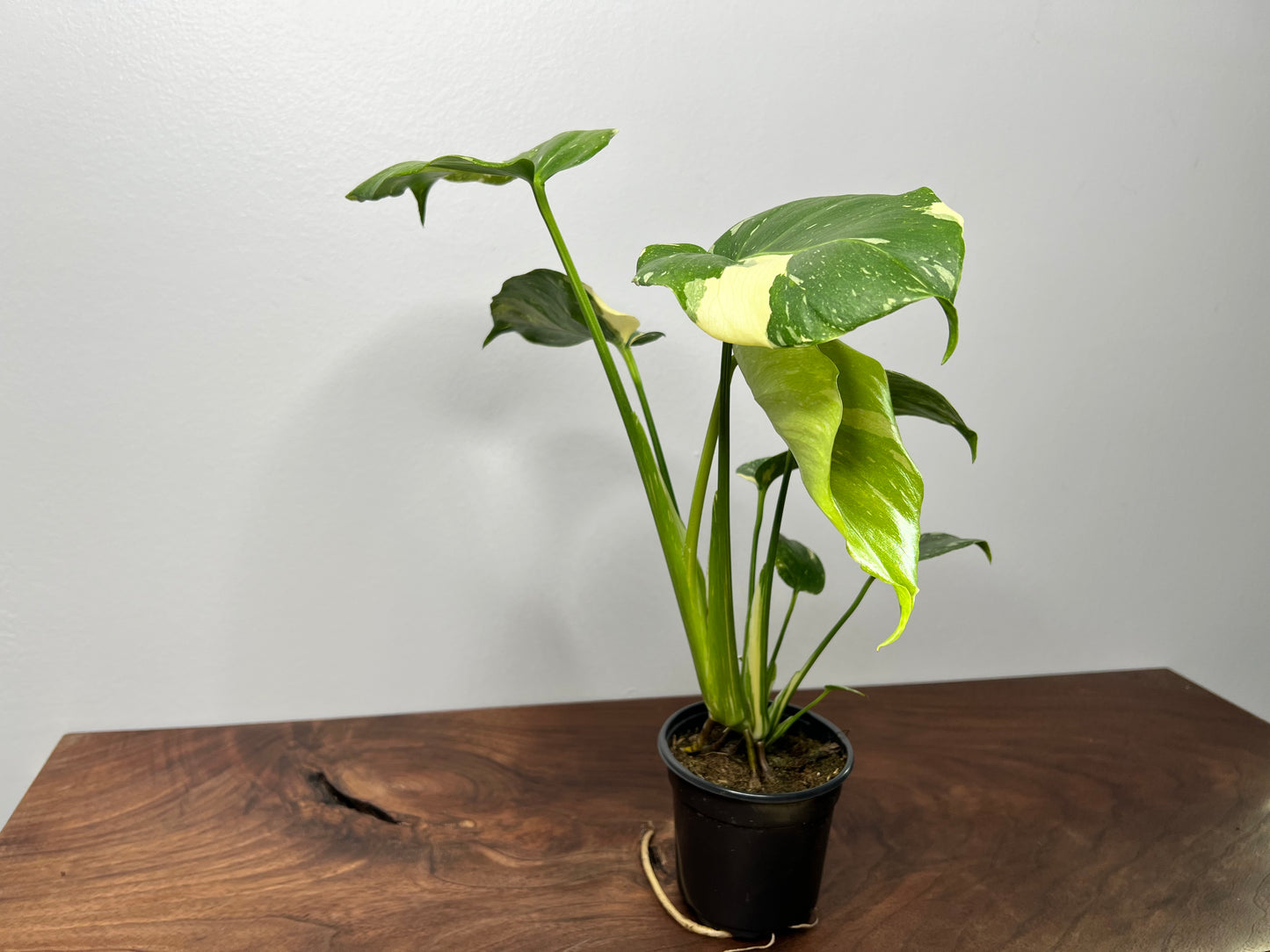 Monstera Thai constellation (small 4”)