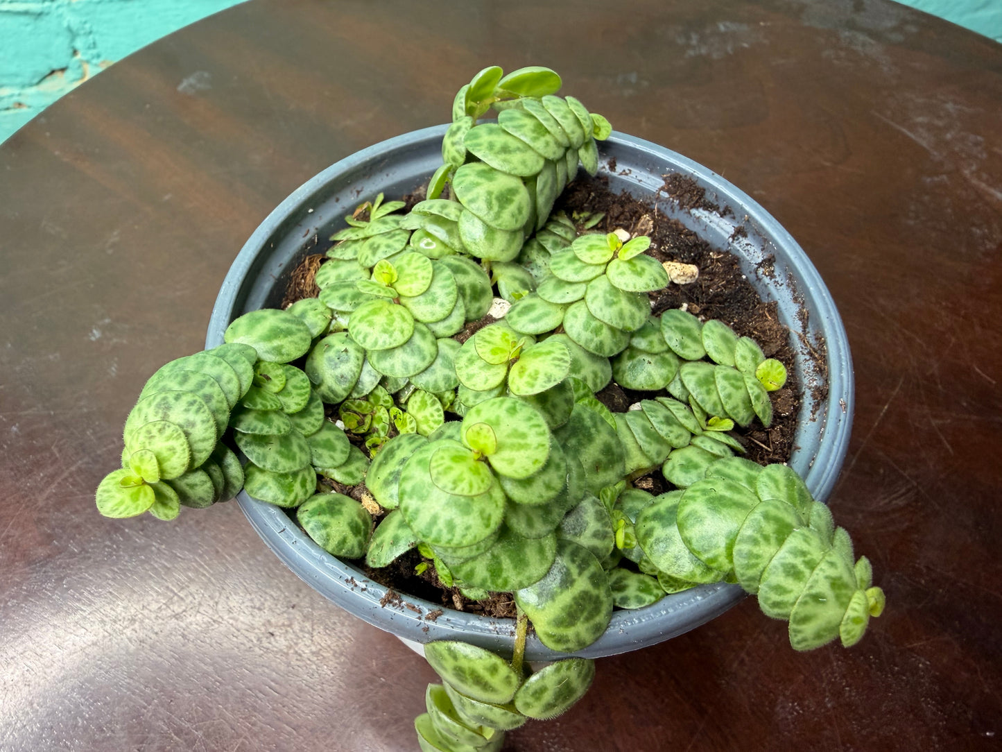 String of turtles 4” (Peperomia)
