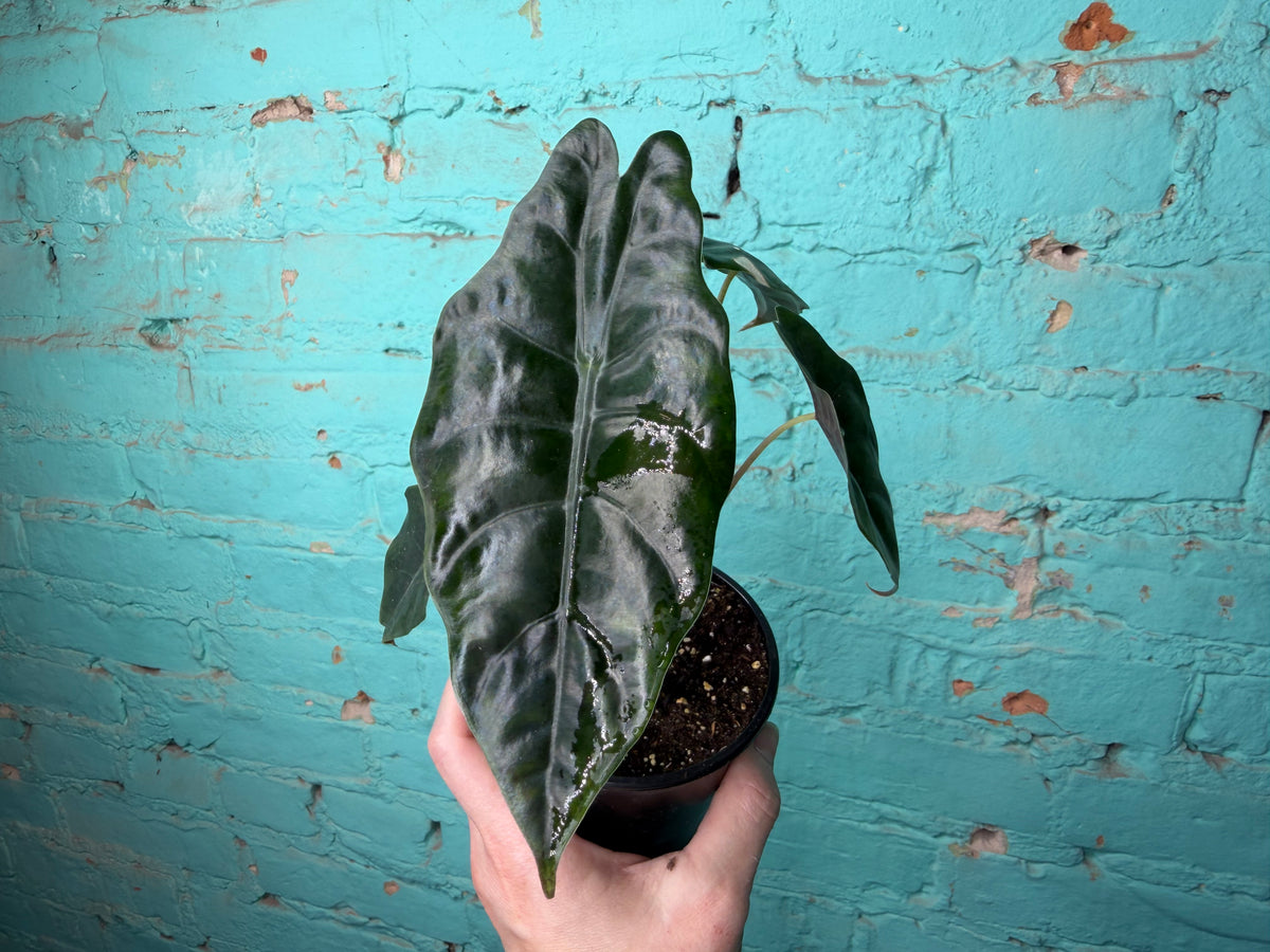 Alocasia Chantrieri 4”