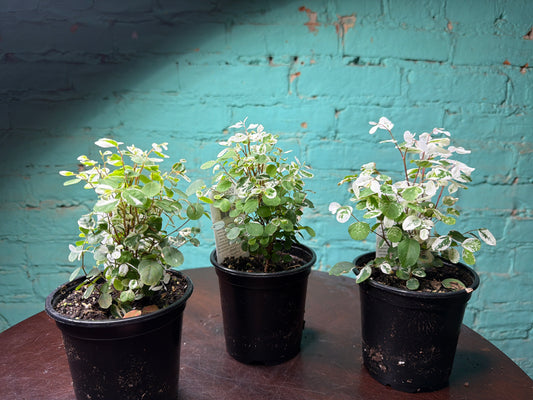 Breynia disticha (Snow Bush) 4”