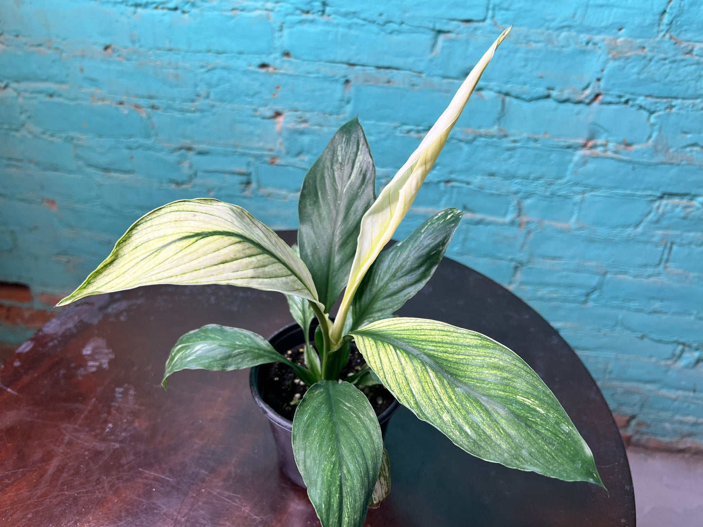 Spathiphyllum Sensation Mint 4”