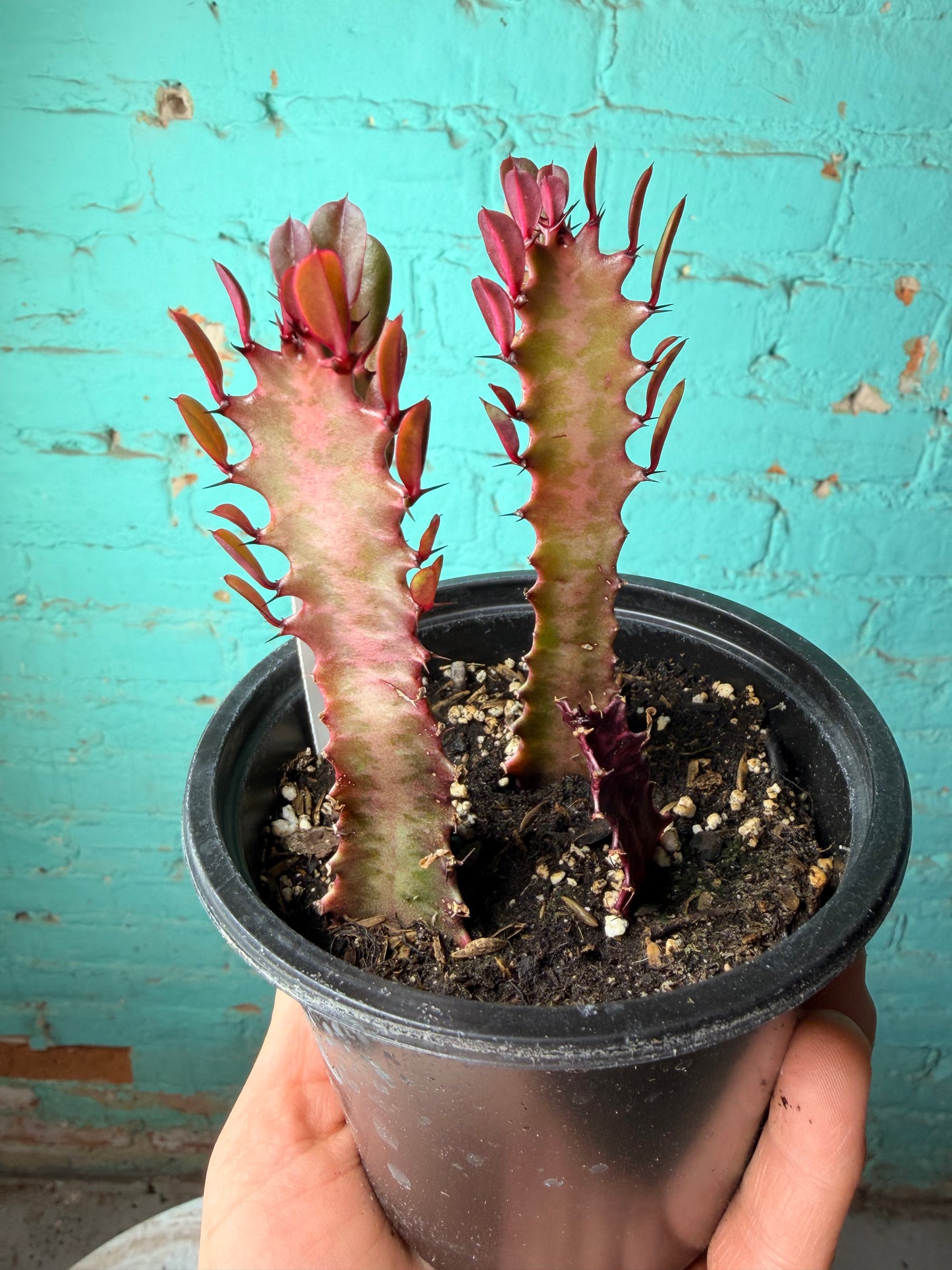 Euphorbia Trigonia Red 4”