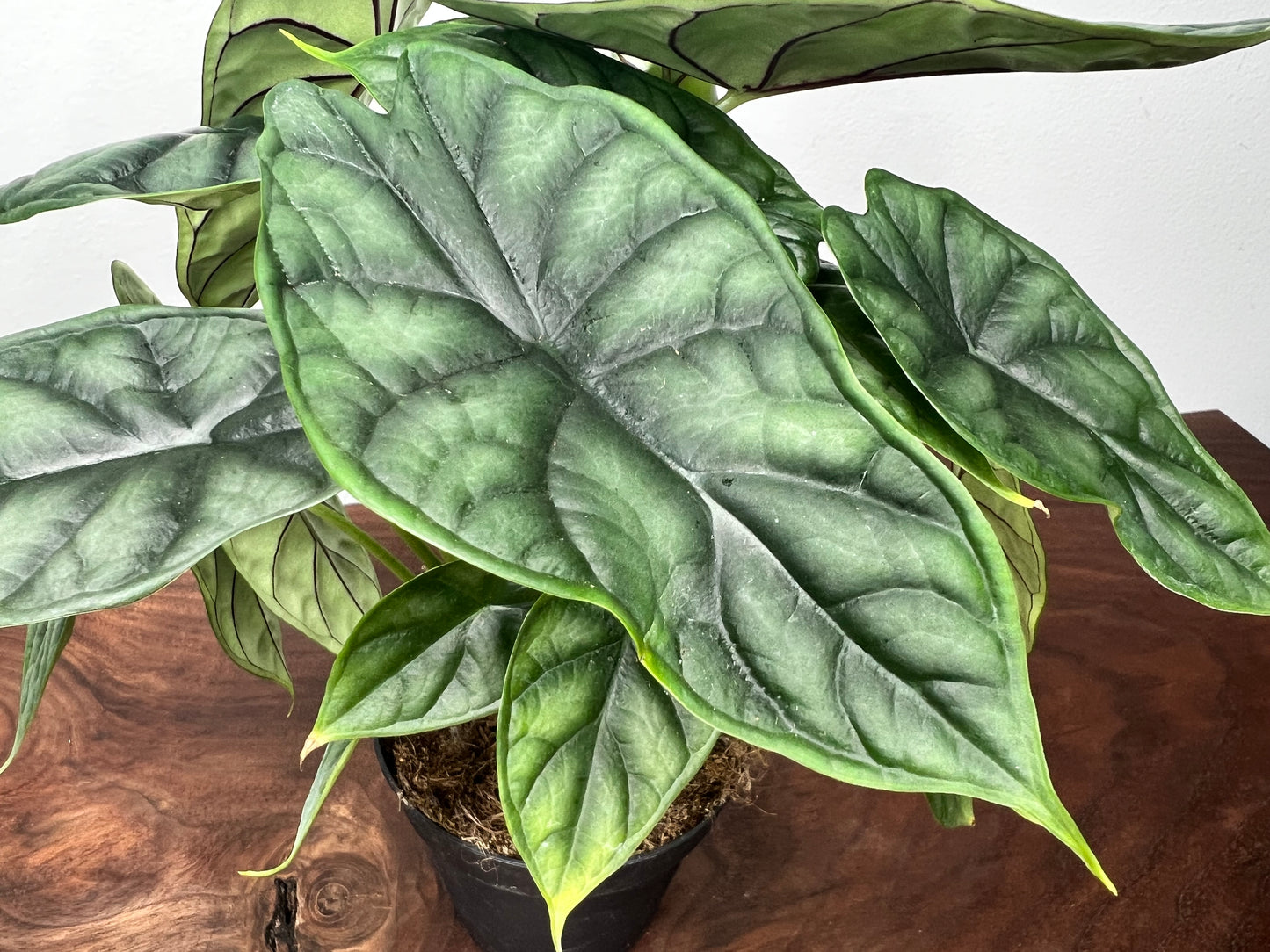 Alocasia Dragon Scale