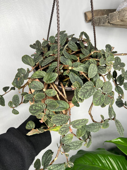 Polynesian Ivy 6” basket