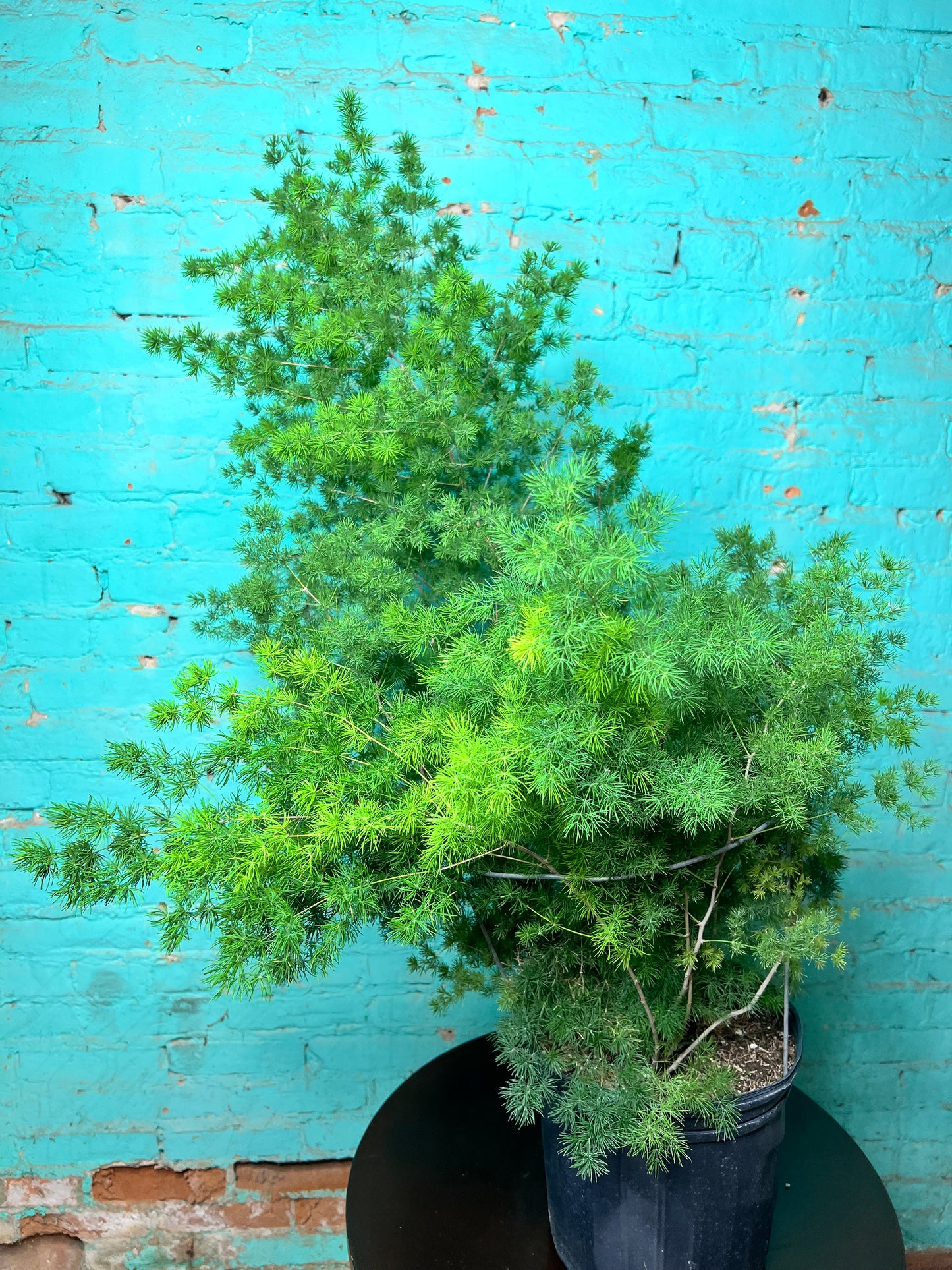 Zulu Asparagus Fern 10”
