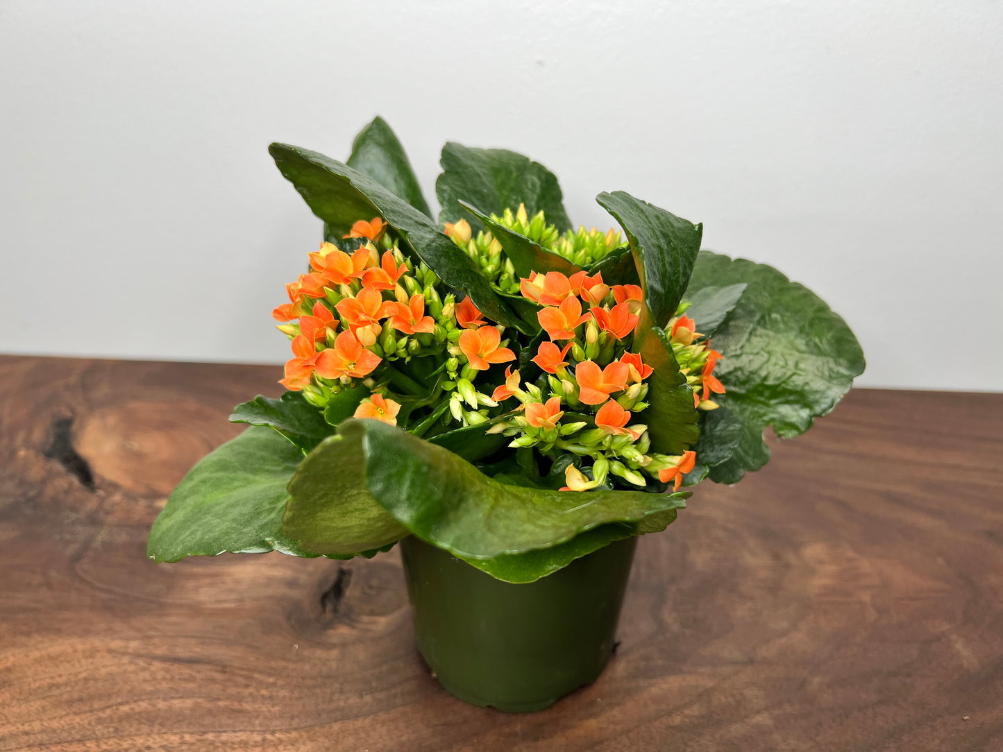 Kalanchoe