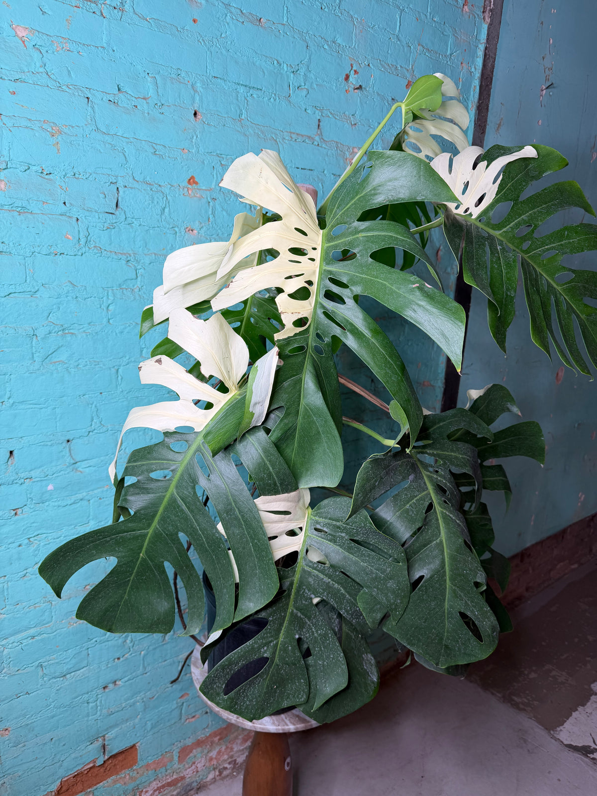 Monstera Deliciosa Albo 10”