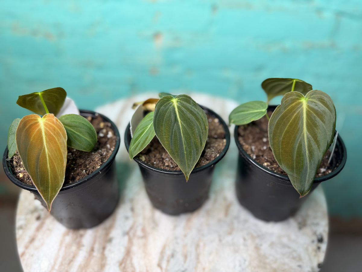 Philodendron Melanochrysum ‘Black Gold’ 4”