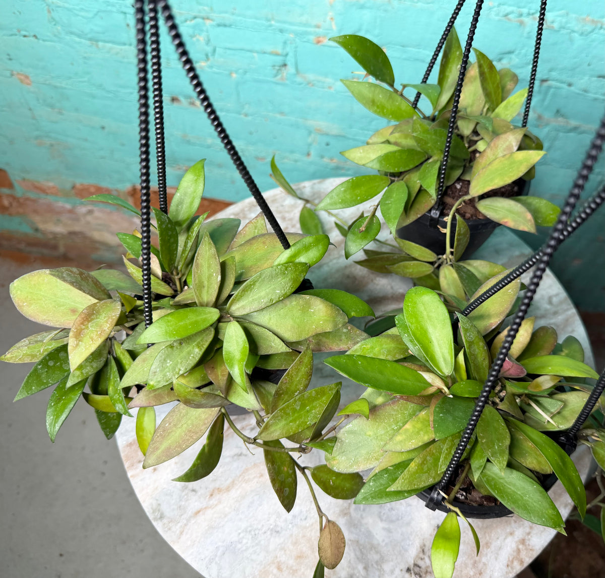 Hoya Nicholsoniae 4”