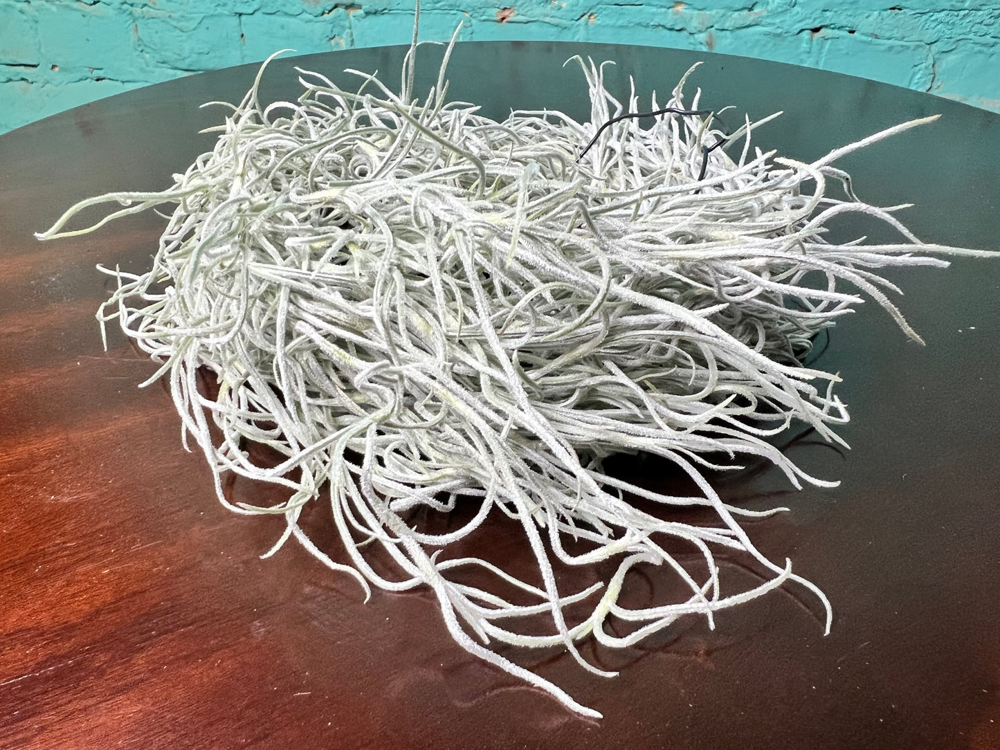 Spanish Moss