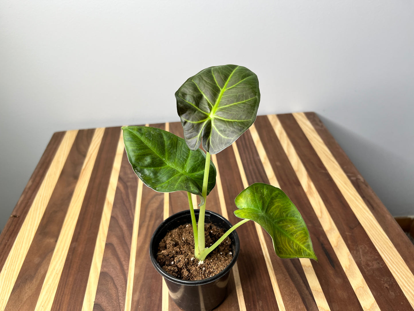 Alocasia Regal Shield
