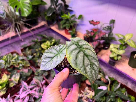 Alocasia Silver dragon