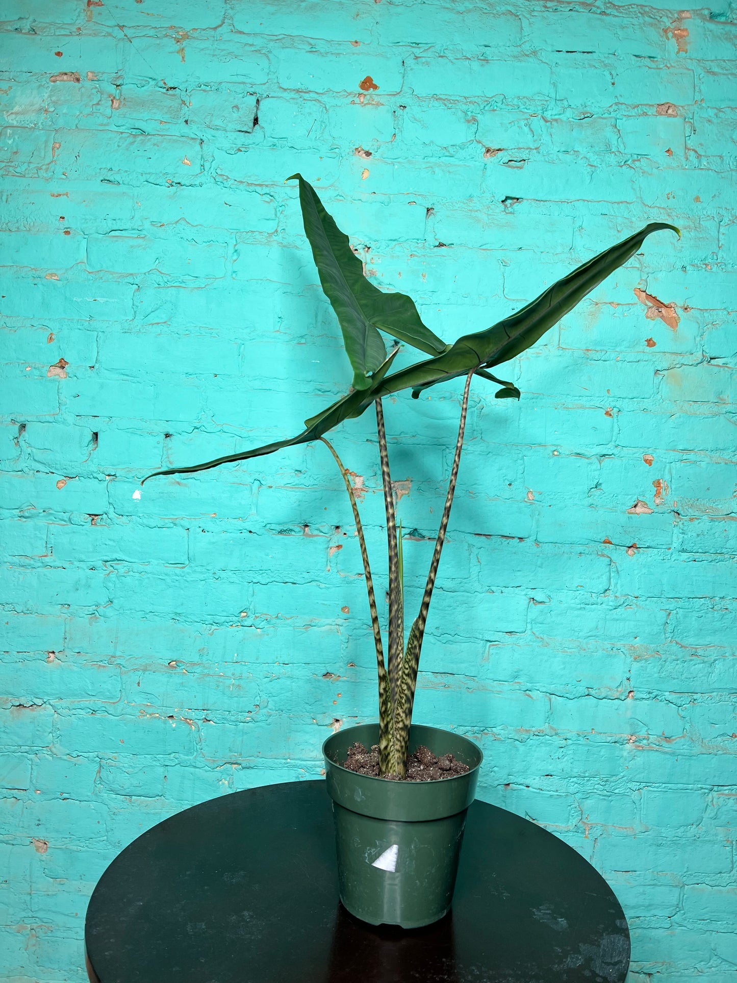 Alocasia-Tigrina 6”