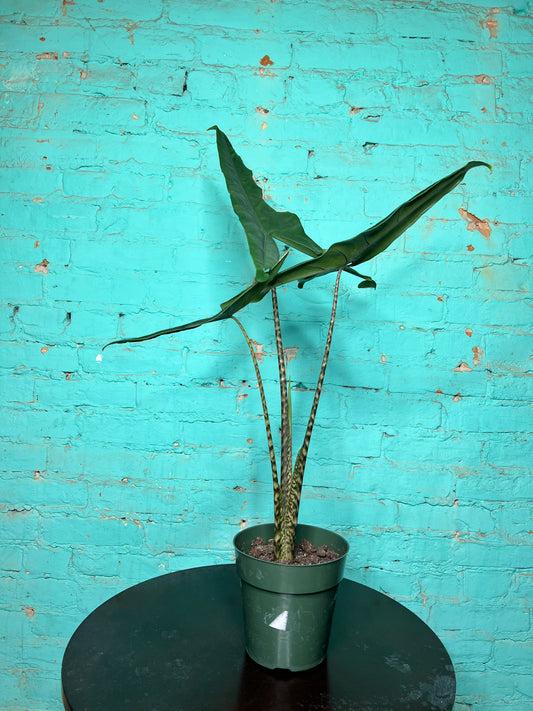 Alocasia-Tigrina 6”