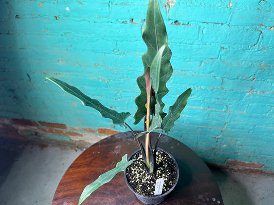 Alocasia Lauterbachiana 6” (Sword Tree)