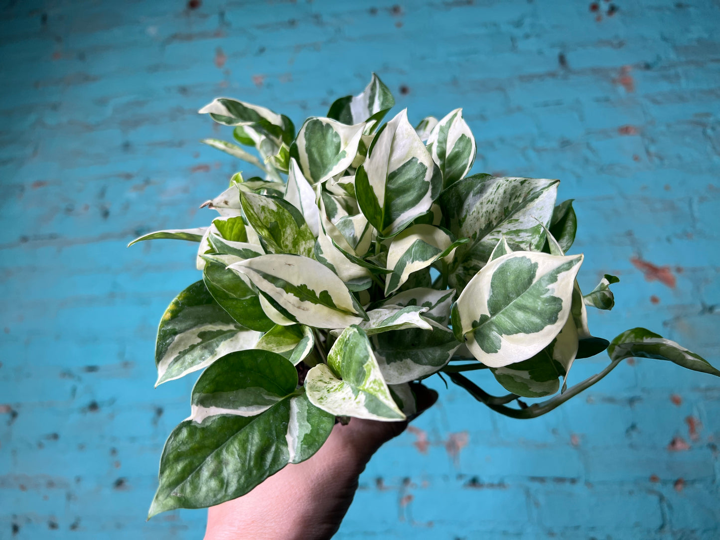 Pothos Pearls & Jade 4”