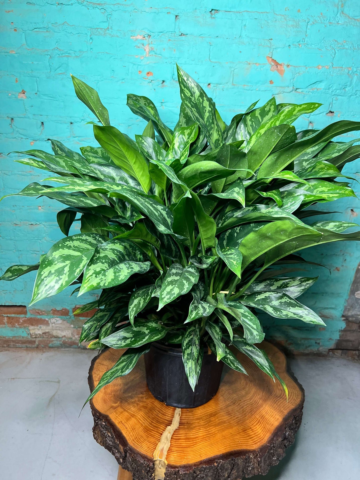 Aglaonema Tigress 10” plant in a black pot with lush green and silver striped leaves.
