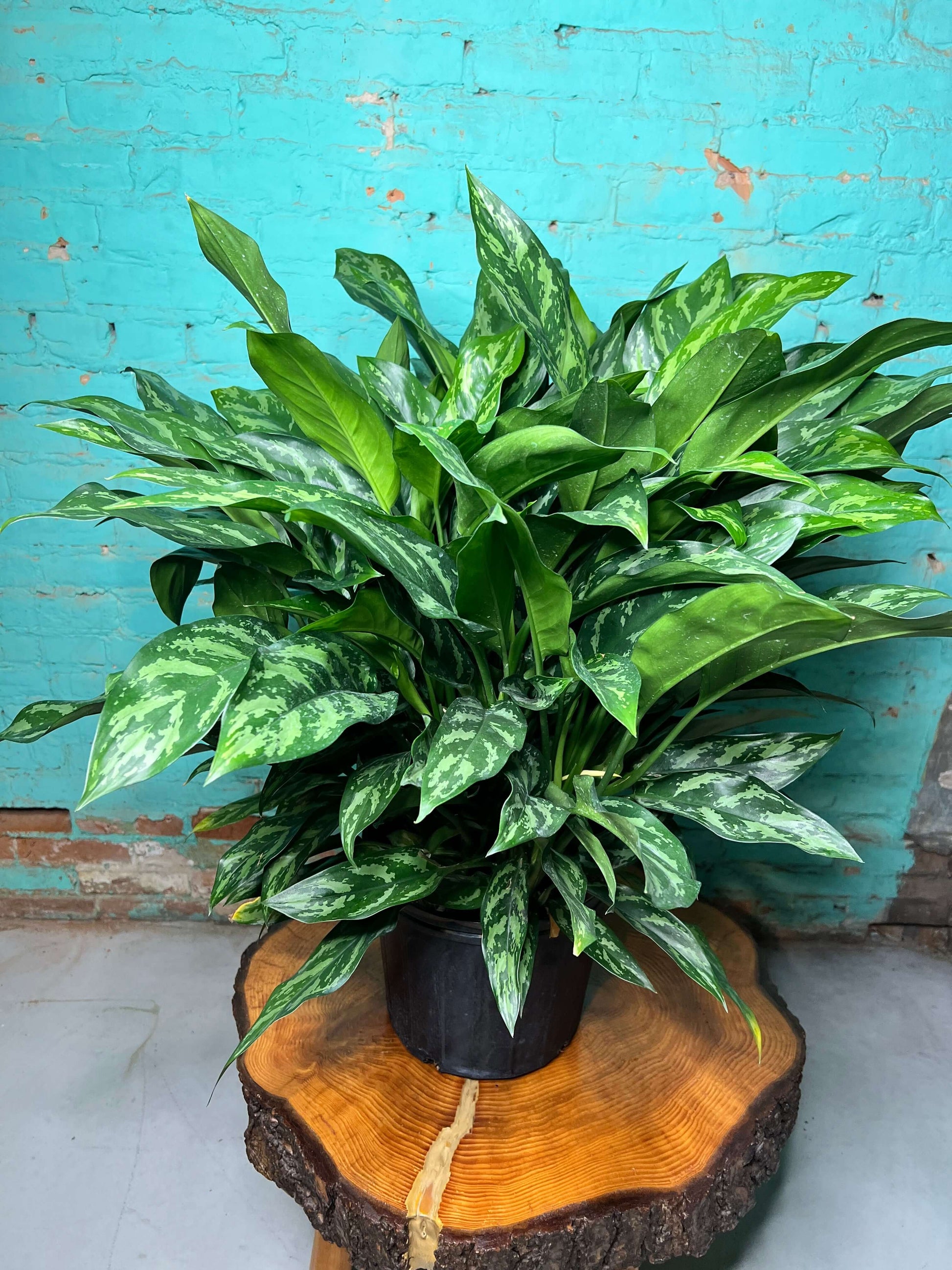 Aglaonema Tigress 10” plant in a black pot with lush green and silver striped leaves.