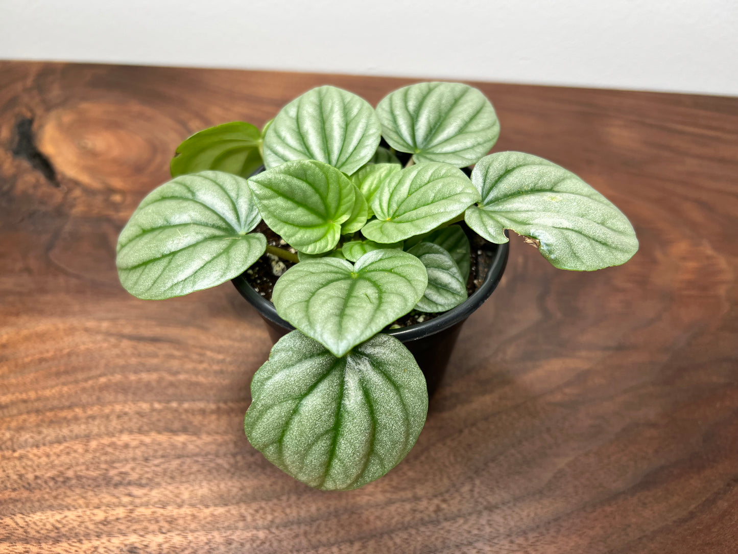 Peperomia-gloss ripples