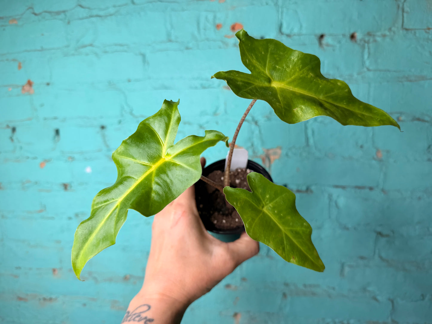 Alocasia Golden Dragon 4”