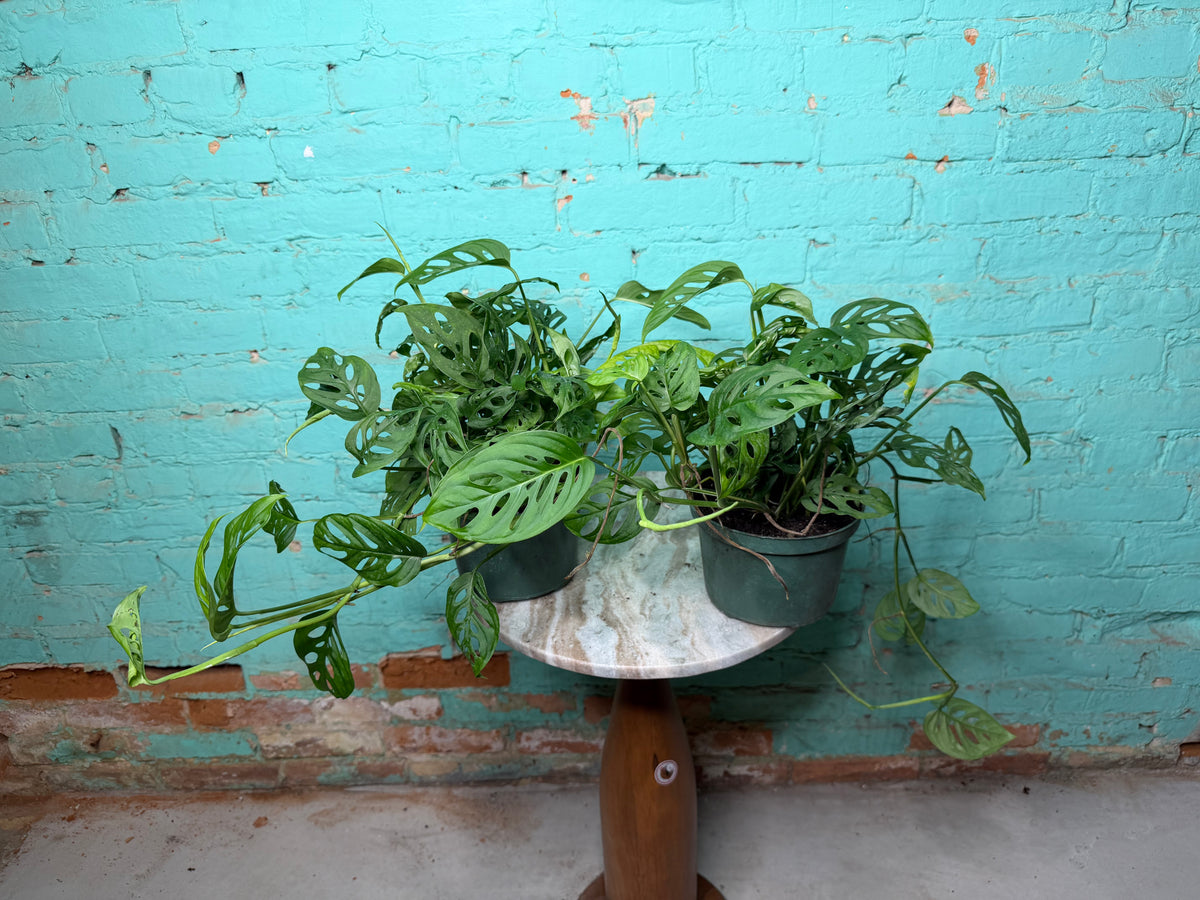 Monstera Adansonii ‘Swiss Cheese’ 6”