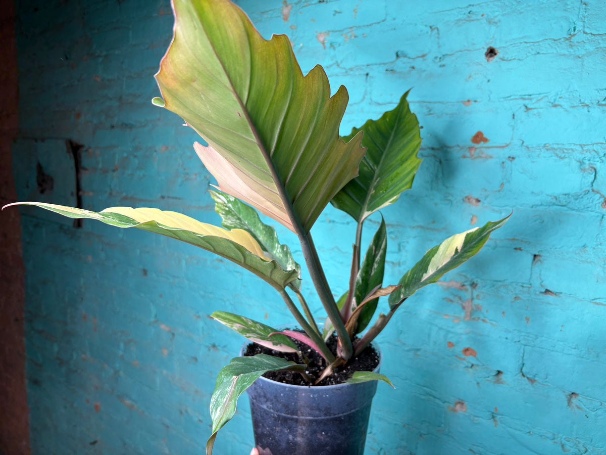Philodendron Carmel Marble 8”