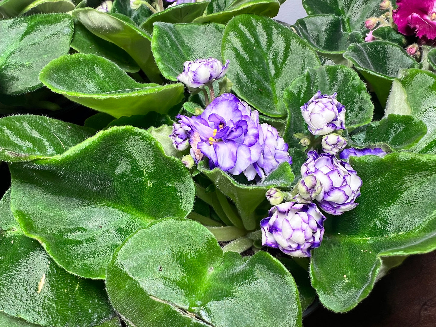 African Violet 4” hybrid