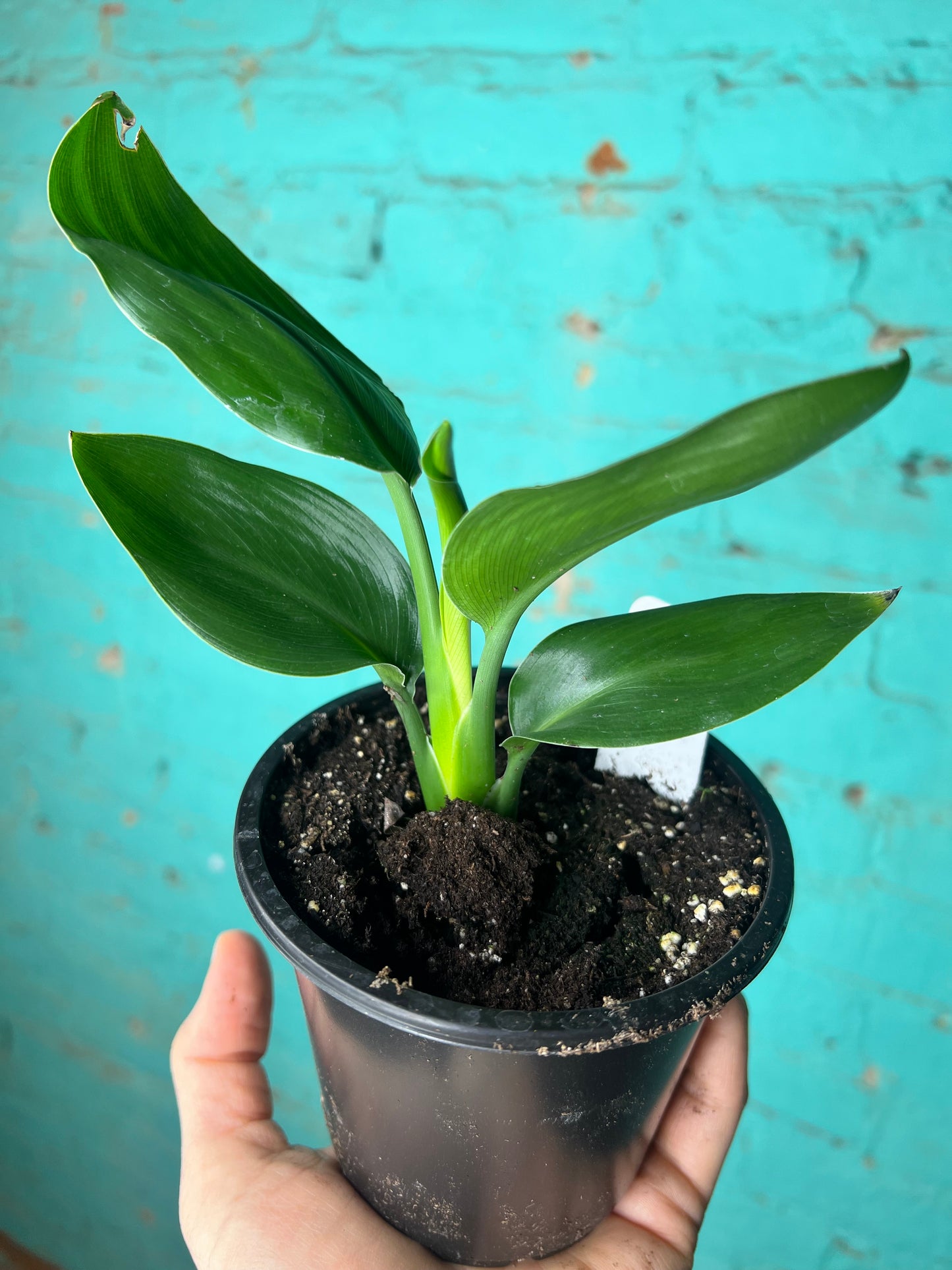 Bird of Paradise Orange 4”