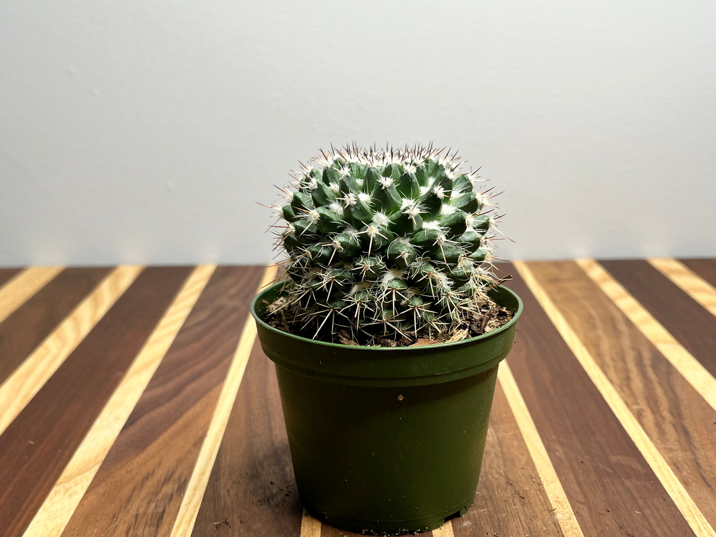 Hedgehog cactus