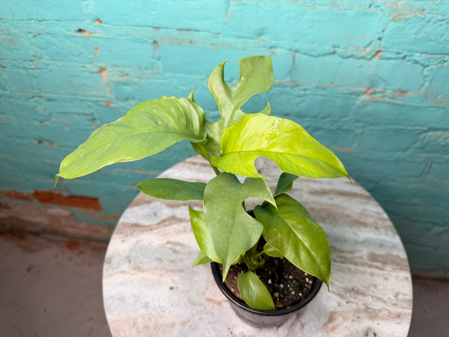 Rhaphidophora Tetrasperma ‘Mini Monstera 4”
