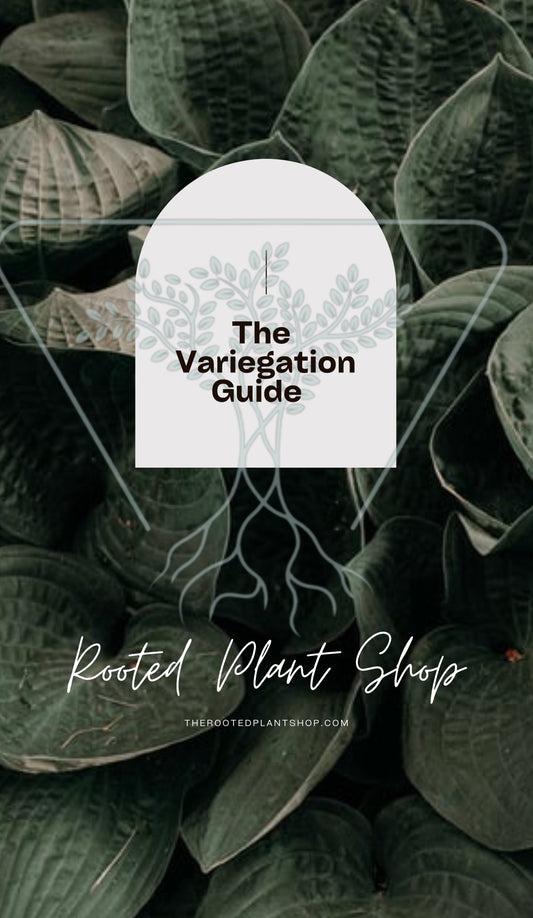 The Variegation Guide (Ebook)