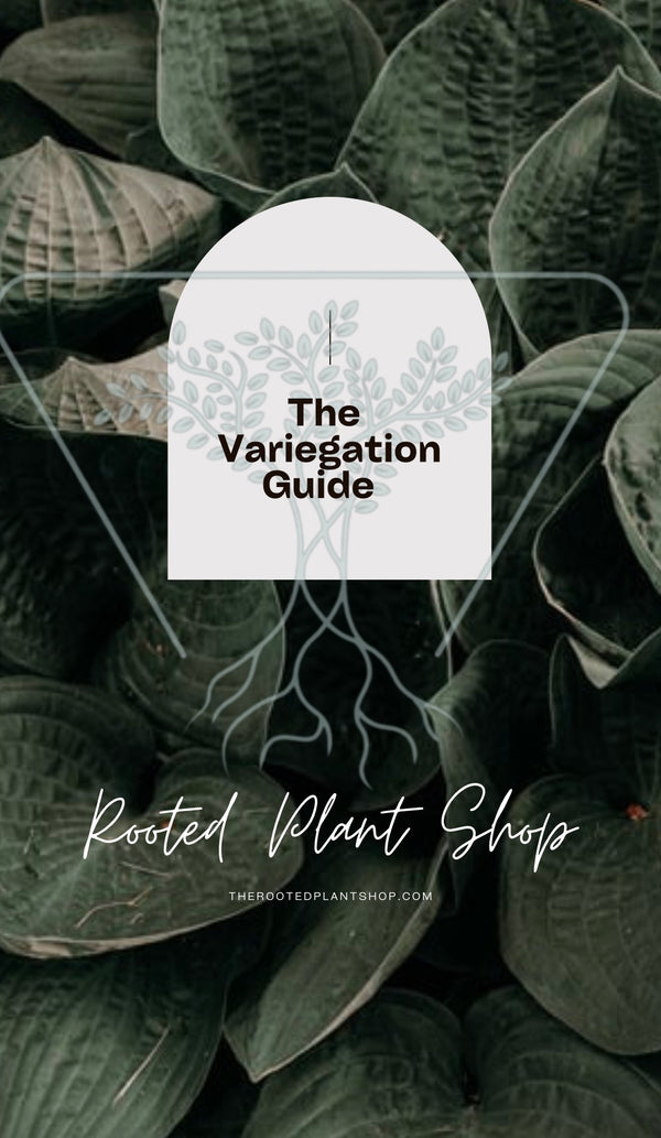 The Variegation Guide