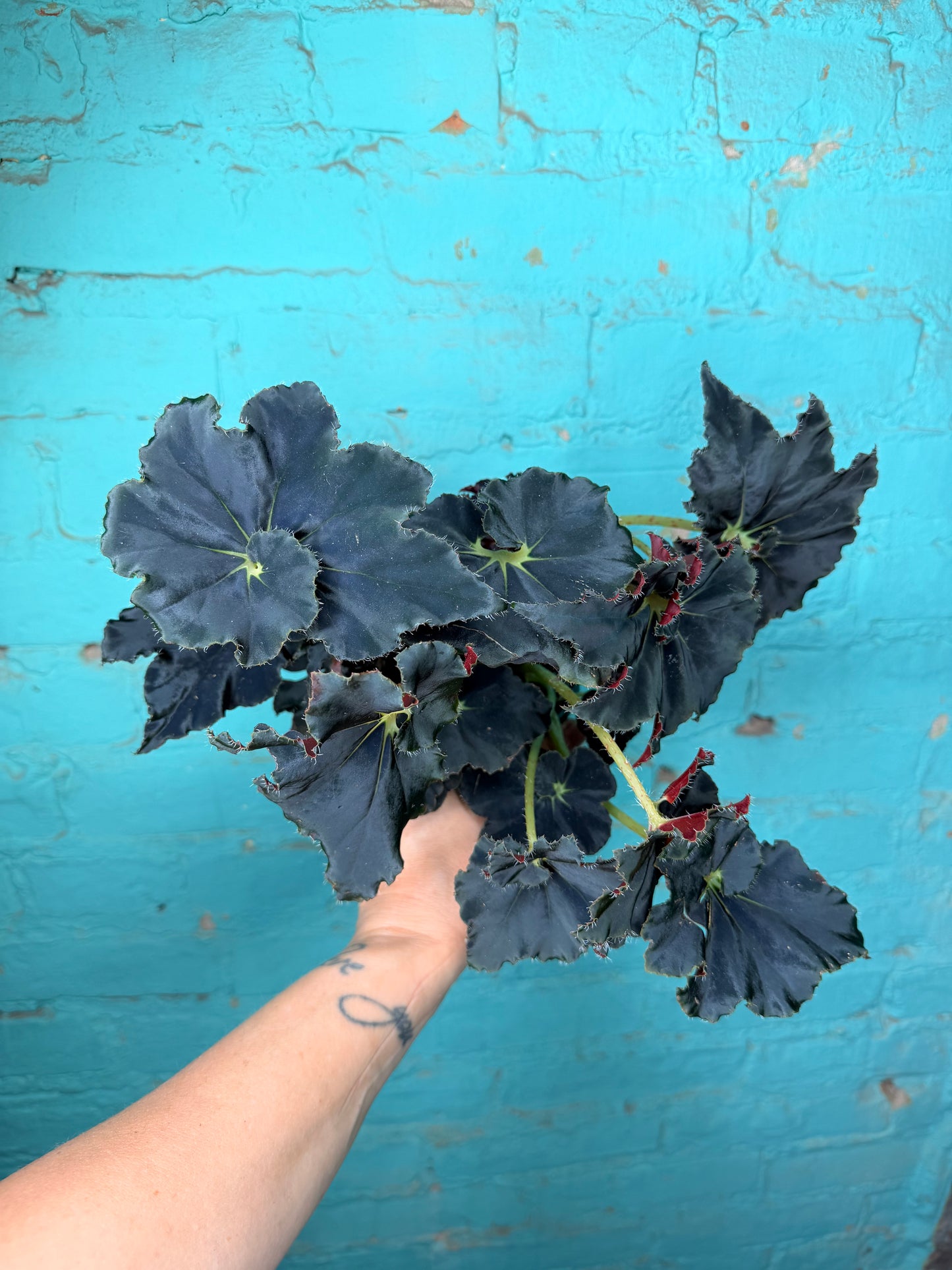 Begonia Rex “Zanzibar” 4”